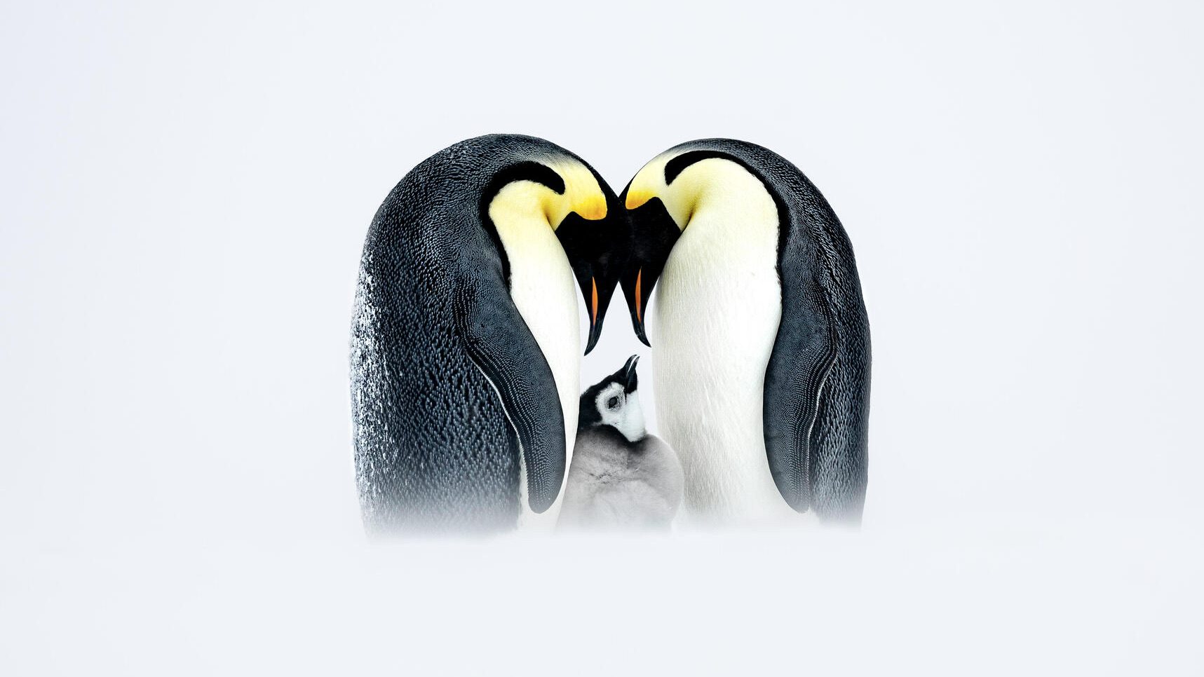 Ouverture du vote en ligne pour le Prix public de photographie environnementale FPA2