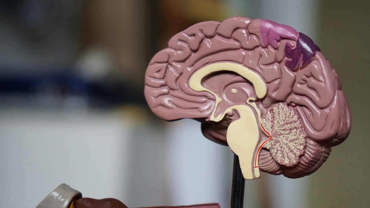 Le Centre Scientifique de Monaco réalise une avancée dans le traitement du cancer du cerveau