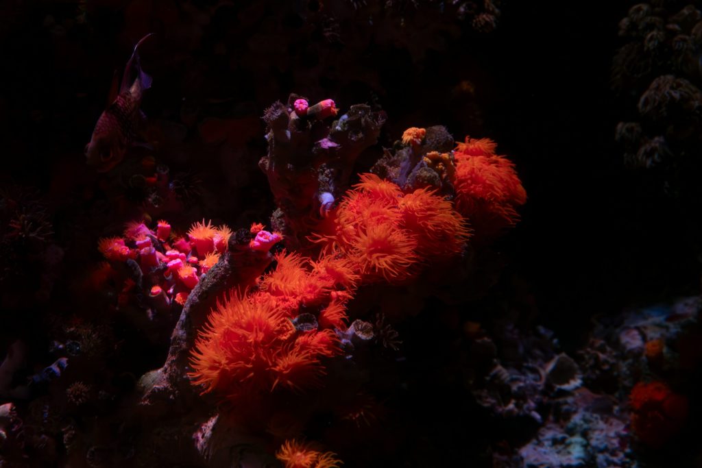 Le succès du corail rouge de Monaco marque une étape majeure dans les ...