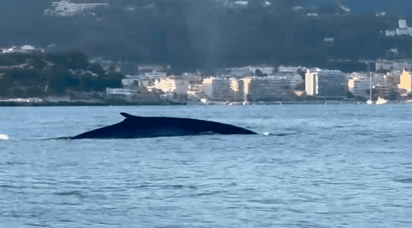 From fin whale off Monaco to Greg Lecœur’s photos, a stark warning for the sea’s giants