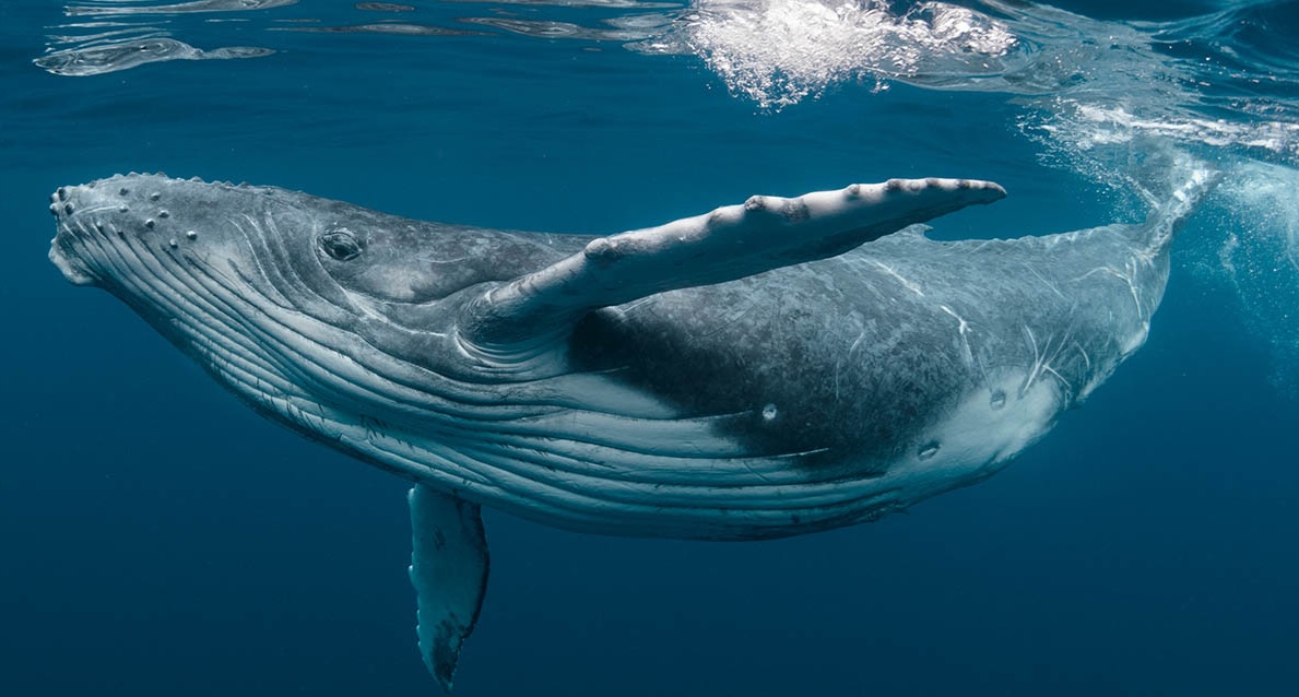 World Whale Day shines spotlight on ocean guardians