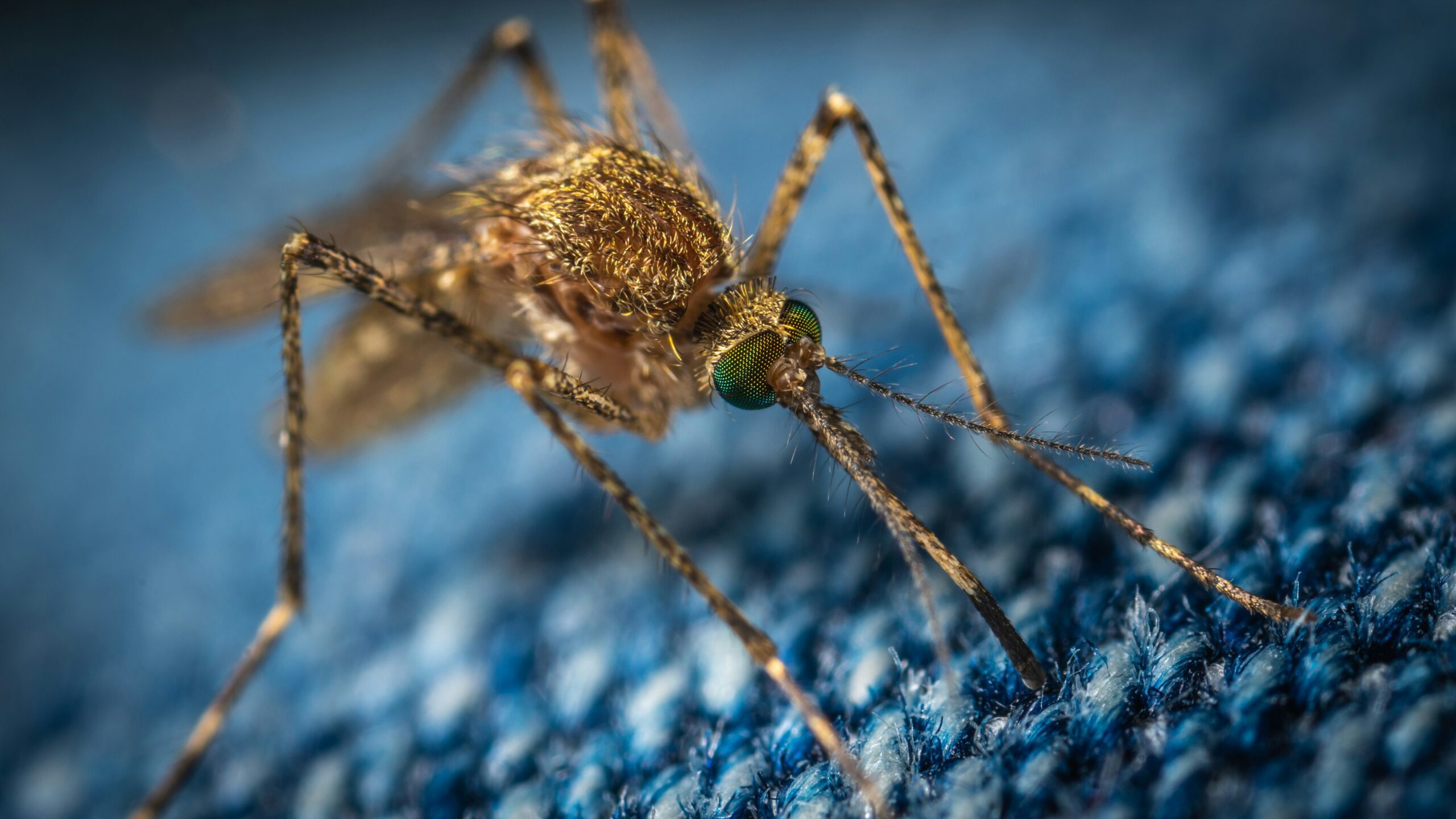 Monaco renforce la surveillance des moustiques avant la chaleur estivale