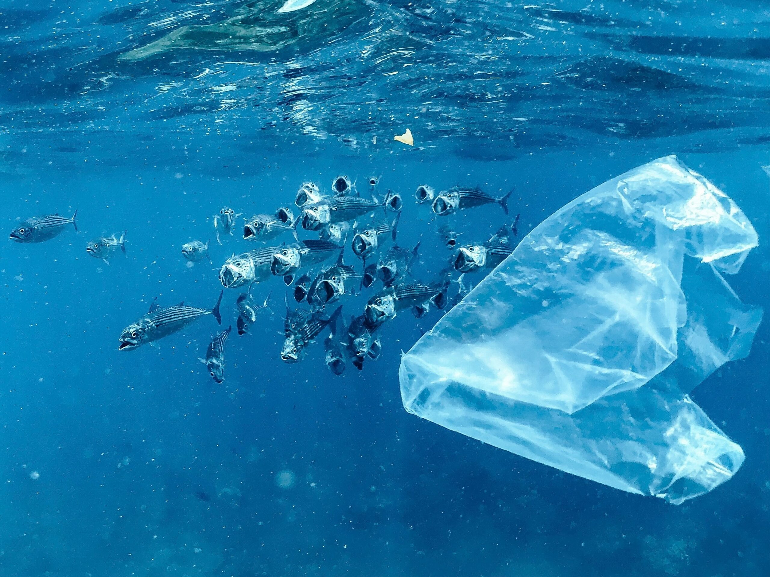 Ramoge fête ses cinquante ans de protection de la Méditerranée