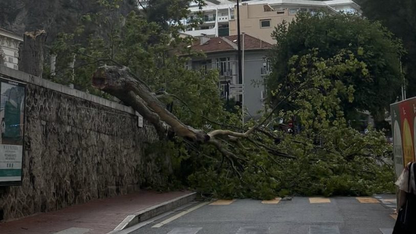 Storm brings down tree near Place d’Armes as yellow weather warning remains in place