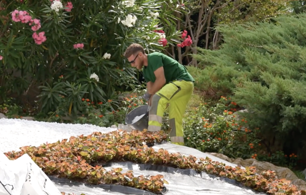 Les bégonias fleurissent avant le début de la manne du vélo
