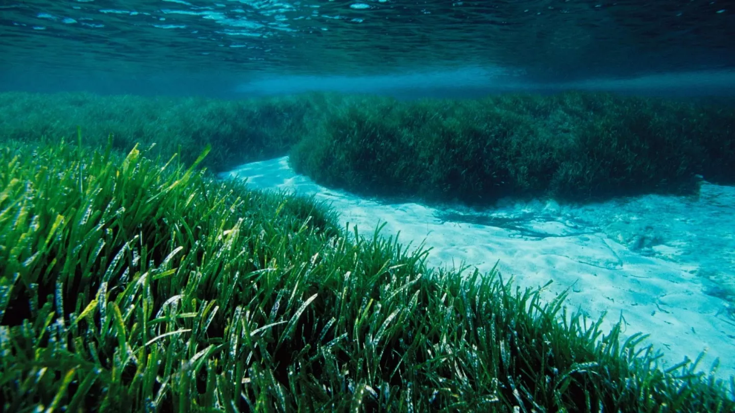 Les plaisanciers invités à protéger la biodiversité méditerranéenne