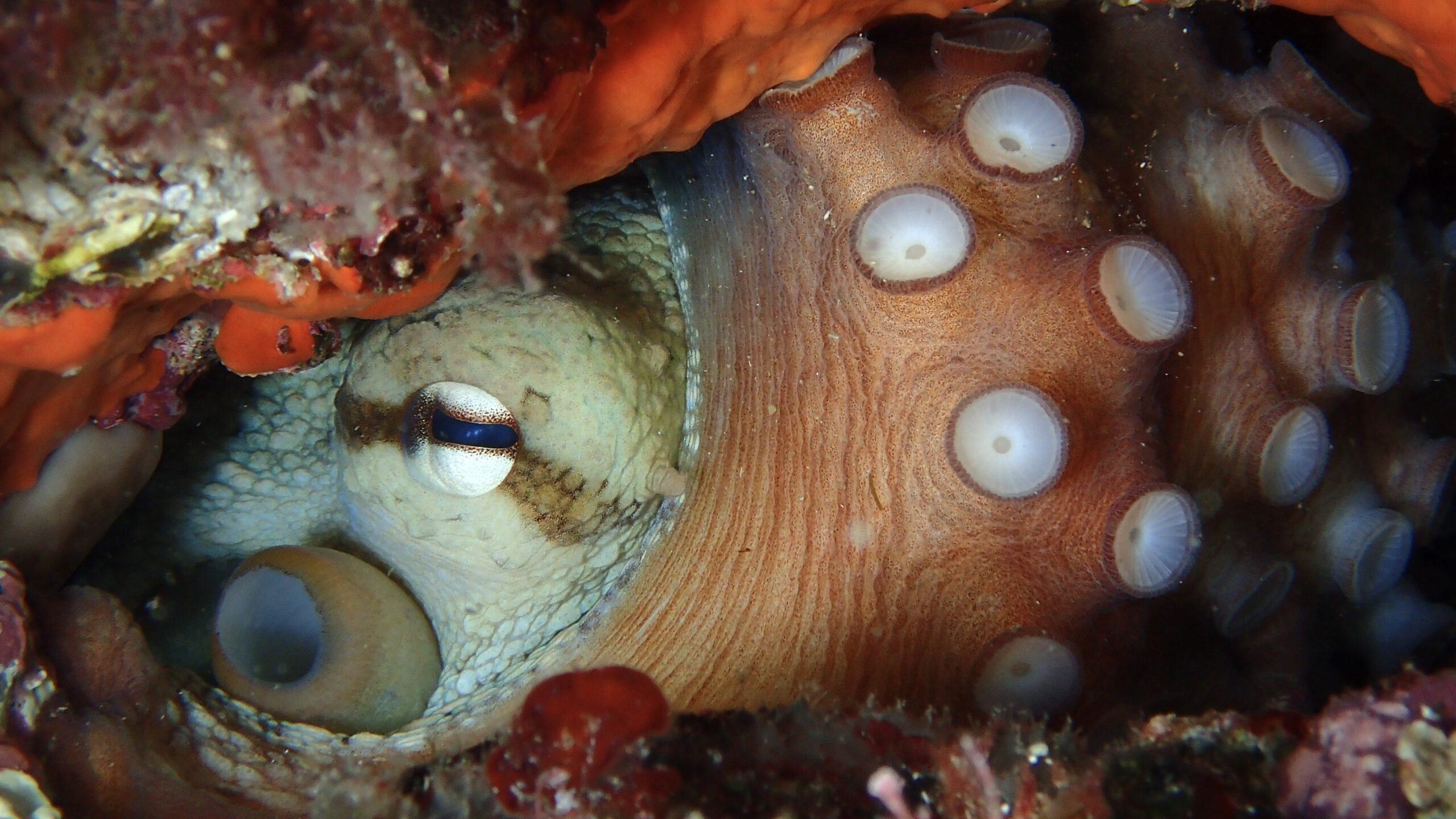 Les photographes sous-marins monégasques en plongée pour le 21e Concours National